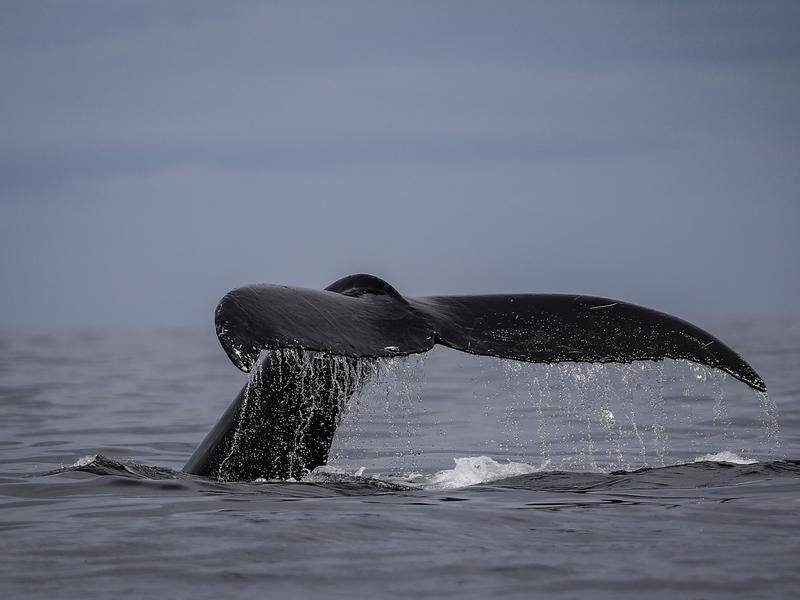 An entangled humpback whale was first spotted by tourists in Russia's far north. (AP PHOTO)