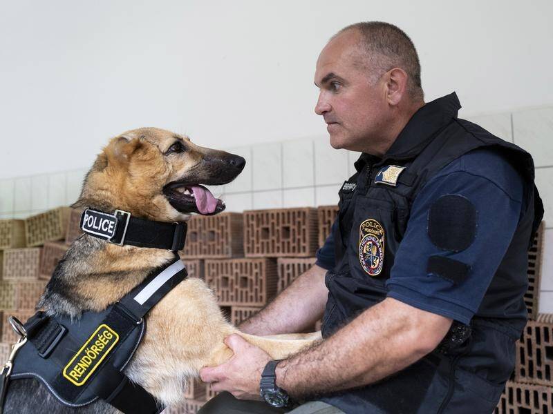 Rambo was injured in Ukraine and later adopted by the Budapest Police's dog squad. (AP PHOTO)